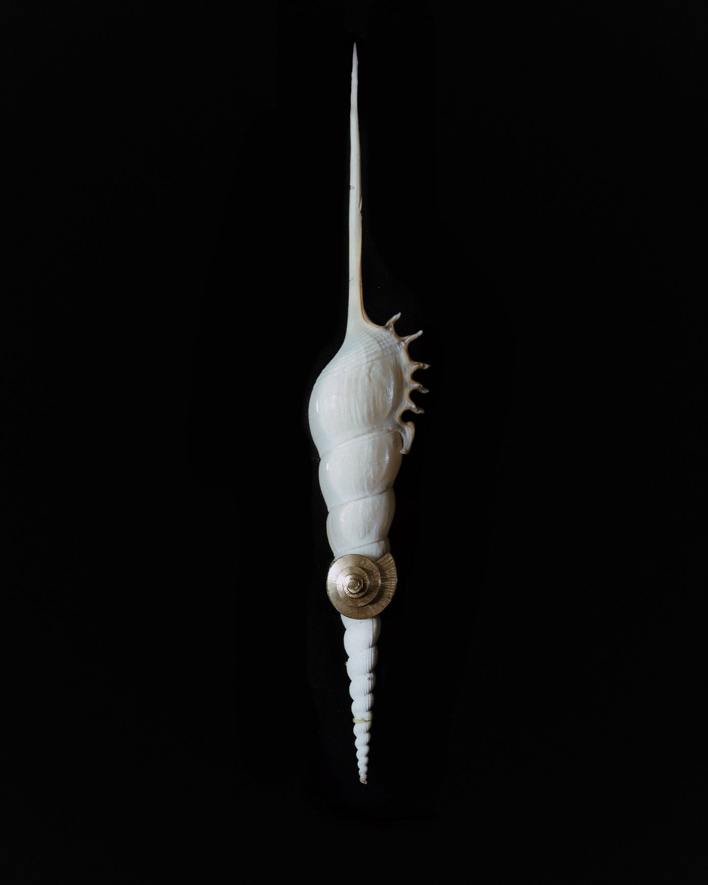 Anel Mirabilis - Anéis | Vangloria Jewelry Design
