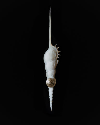 Anel Mirabilis - Anéis | Vangloria Jewelry Design