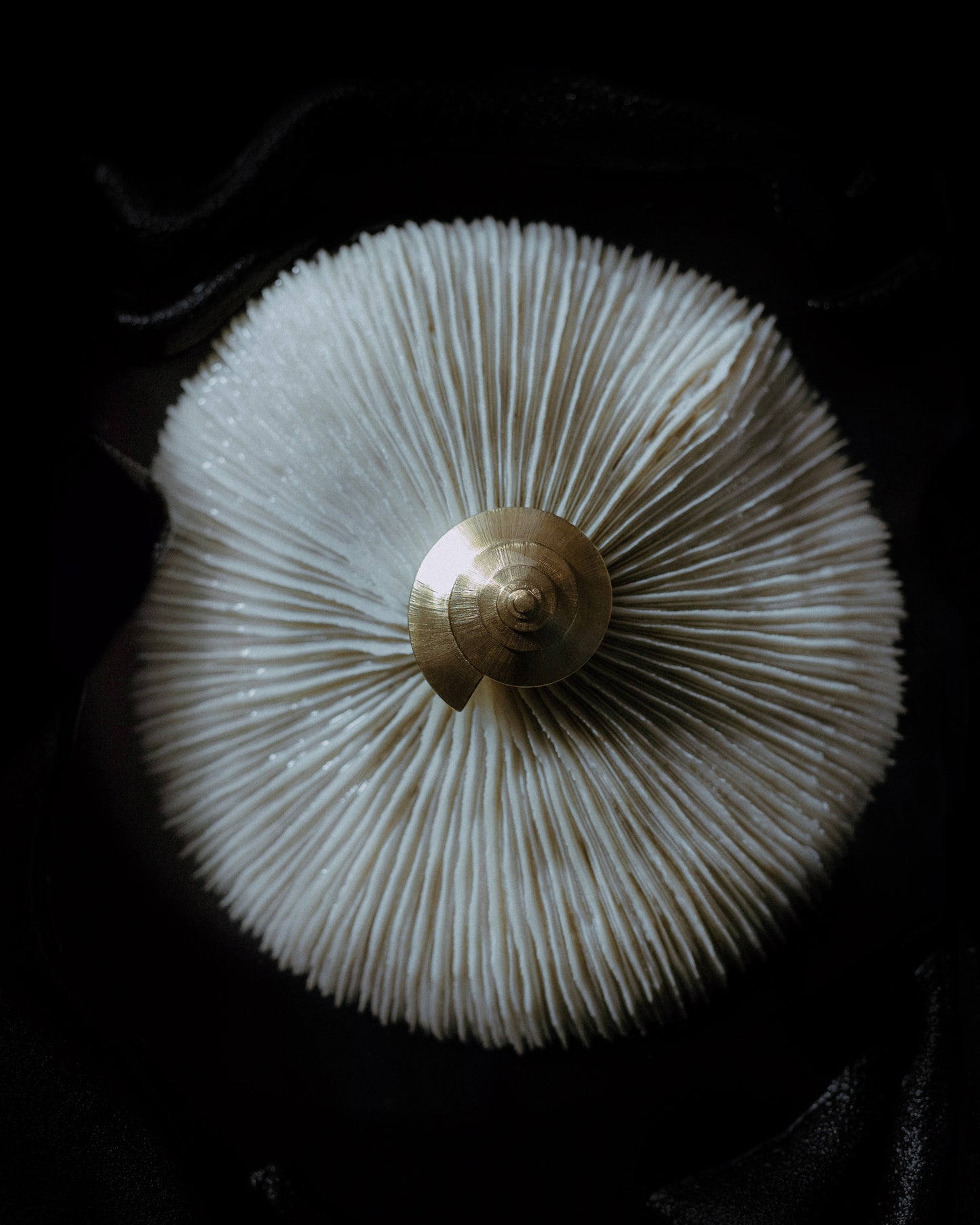 Brincos Mirabilis II - Brincos | Vangloria Jewelry Design